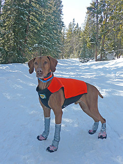 Vizsla Remus models his neoprene hunting vest and boots (complete with vet wrap/duct tape)