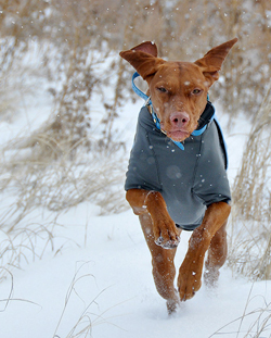Trip's Ruffwear Cloud Chaser coat keeps her warm and comfortable