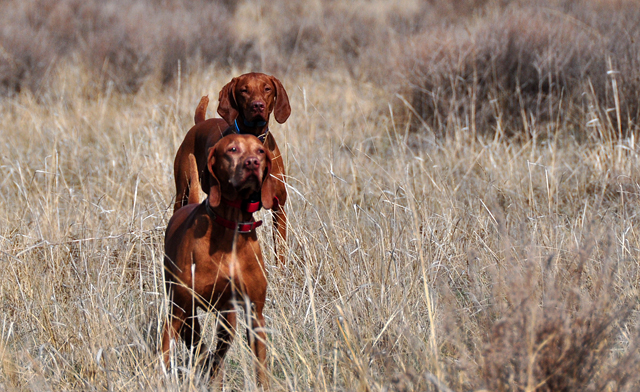 Pointing dog (Vizsla) is "Kosmo"/CH Derby's Read Em And Weep MH.  Honoring dog (Vizsla) is "Amante"/CH Boulder's Bolder Amante MH.